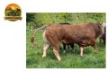 semen-limousin-westpit-reno-comprado-por-35000-libras-bezerros-de-pista-comerciais-small-0
