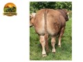 semen-limousin-westpit-reno-comprado-por-35000-libras-bezerros-de-pista-comerciais-small-1