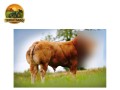 semen-limousin-westpit-reno-comprado-por-35000-libras-bezerros-de-pista-comerciais-small-4