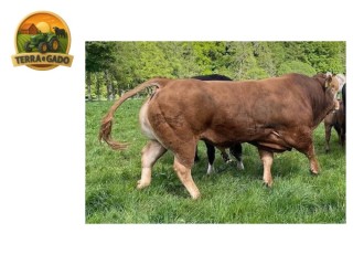 semen-limousin-westpit-reno-comprado-por-35000-libras-bezerros-de-pista-comerciais
