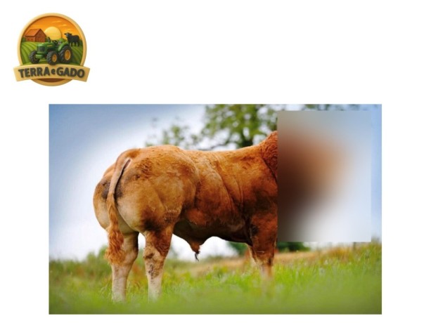 semen-limousin-westpit-reno-comprado-por-35000-libras-bezerros-de-pista-comerciais-big-4
