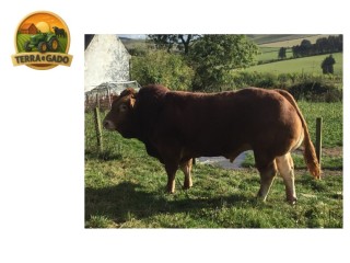 semen-limousin-wedderburn-oochaboy-filho-de-foxhillfarm-jenson-parto-facil-em-novilhas