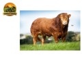semen-limousin-uptonley-livingthedream-parto-muito-facil-bezerros-de-pista-small-0