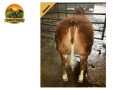 semen-limousin-uptonley-livingthedream-parto-muito-facil-bezerros-de-pista-small-3