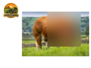 semen-limousin-tomschoice-solace-top-1-em-gestacao-e-parto-ideal-para-novilhas