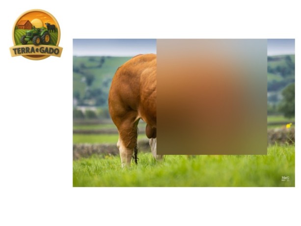 semen-limousin-tomschoice-solace-top-1-em-gestacao-e-parto-ideal-para-novilhas-big-0