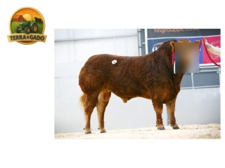 semen-limousin-tomschoice-snoopdog-20000-guineus-beef-value-no-top-10