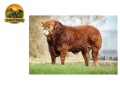 semen-limousin-tomschoice-milord-gestacao-curta-no-top-1-para-novilhas-small-1