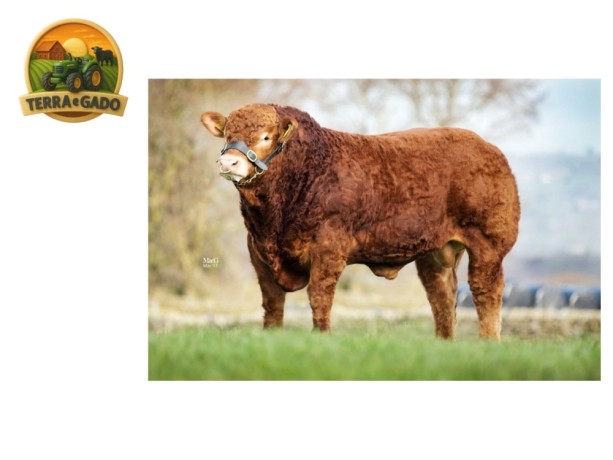 semen-limousin-tomschoice-milord-gestacao-curta-no-top-1-para-novilhas-big-1