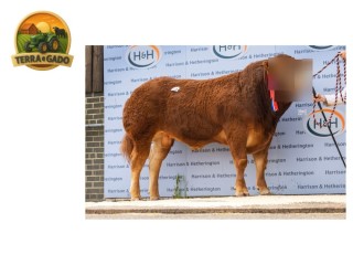 semen-limousin-thorninghurst-truegent-campeao-macho-junior-em-carlisle-2023
