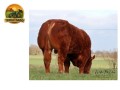 semen-limousin-slieve-pablo-parto-facil-f94l-duplo-filho-de-ampertaine-magnum-small-0