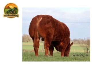 semen-limousin-slieve-pablo-parto-facil-f94l-duplo-filho-de-ampertaine-magnum