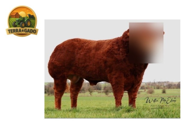 semen-limousin-slieve-pablo-parto-facil-f94l-duplo-filho-de-ampertaine-magnum-big-1
