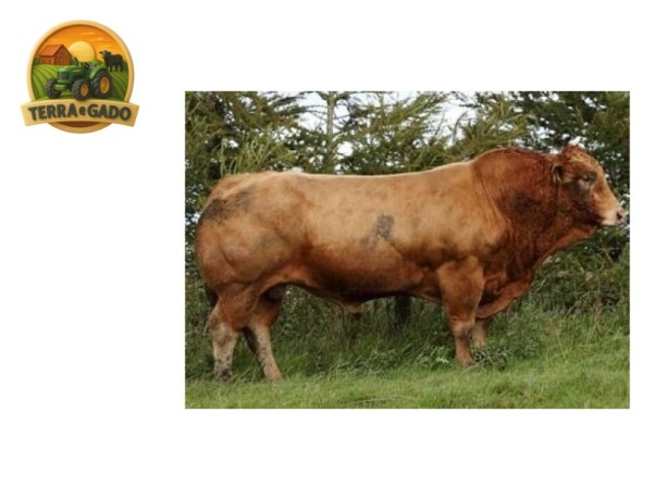 semen-limousin-saphir-meio-irmao-de-requin-e-rocky-parto-facil-em-novilhas-big-0