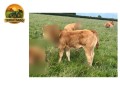 semen-limousin-rififi-importado-da-franca-linhagem-materna-small-4