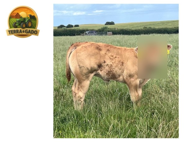 semen-limousin-rififi-importado-da-franca-linhagem-materna-big-5