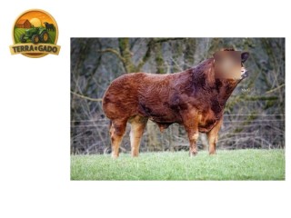 semen-limousin-powerhouse-italic-produtor-de-bezerros-de-pista-filhos-ate-8500-guineus