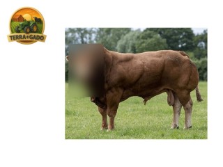 semen-limousin-plumtree-fantastic-parto-facil-em-novilhas-filhos-ate-35000-libras