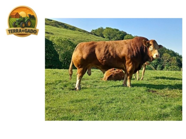 semen-limousin-perigord-outcross-da-franca-comprimento-e-largura-big-0