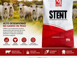 stent-proteico-suplemento-para-bovinos-de-corte-alto-desempenho-no-ganho-de-peso