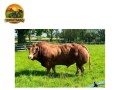 semen-limousin-oliphan-importado-da-franca-parto-facil-f94l-duplo-small-0