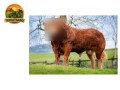 semen-limousin-netsurfer-criado-na-franca-conformacao-completa-small-0