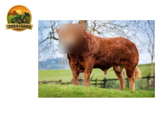 semen-limousin-netsurfer-criado-na-franca-conformacao-completa-big-0