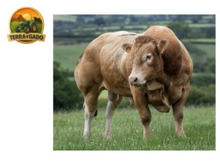 semen-limousin-nabal-linhagem-francesa-rochard-musculatura-extrema