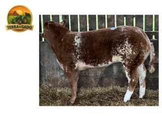 semen-limousin-millgate-rob-parto-facil-e-gestacao-curta-nt821-q204x