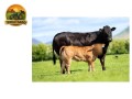 semen-limousin-millertime-topspot-filho-de-huntershall-nutcracker-convencional-e-sexado-small-6
