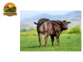 semen-limousin-millertime-topspot-filho-de-huntershall-nutcracker-convencional-e-sexado-small-1