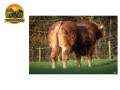 semen-limousin-millertime-topspot-filho-de-huntershall-nutcracker-convencional-e-sexado-small-3
