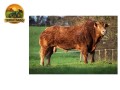 semen-limousin-millertime-topspot-filho-de-huntershall-nutcracker-convencional-e-sexado-small-2