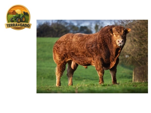 semen-limousin-millertime-topspot-filho-de-huntershall-nutcracker-convencional-e-sexado-big-0