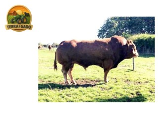 semen-limousin-mereside-lorenzo-crescimento-inicial-rapido-bezerros-ate-6000-libras