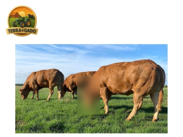 semen-limousin-mereside-lorenzo-crescimento-inicial-rapido-bezerros-ate-6000-libras-big-3