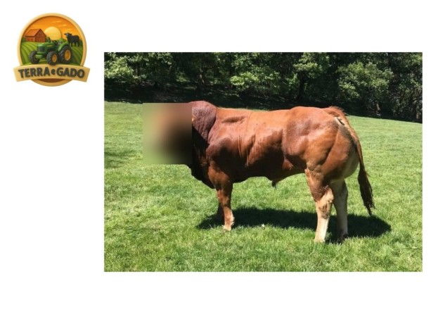semen-limousin-mereside-lorenzo-crescimento-inicial-rapido-bezerros-ate-6000-libras-big-2