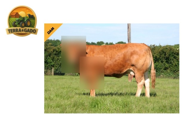 semen-limousin-mereside-lorenzo-crescimento-inicial-rapido-bezerros-ate-6000-libras-big-1