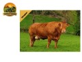 semen-limousin-mereside-favori-linhagem-materna-filhas-leiteiras-e-de-boa-bacia-small-2
