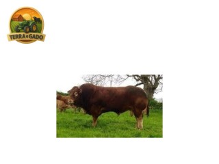 semen-limousin-mereside-favori-linhagem-materna-filhas-leiteiras-e-de-boa-bacia