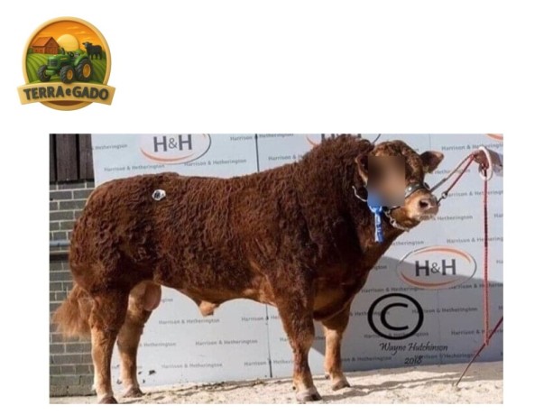 semen-limousin-lodge-hamlet-famoso-produtor-de-bezerros-de-pista-big-1