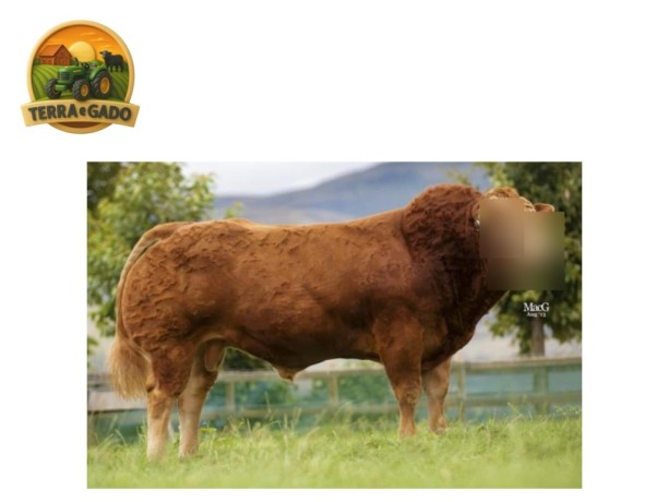semen-limousin-lodge-hamlet-famoso-produtor-de-bezerros-de-pista-big-0