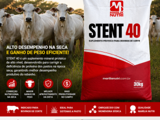 stent-40-suplemento-proteico-para-bovinos-de-corte