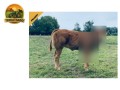 semen-limousin-lego-pp-mocho-homozigoto-f94l-duplo-bezerros-de-39-kg-small-2
