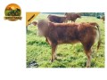 semen-limousin-lego-pp-mocho-homozigoto-f94l-duplo-bezerros-de-39-kg-small-3