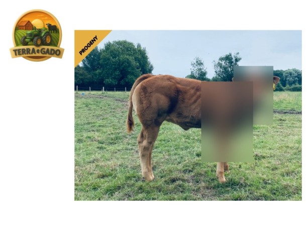 semen-limousin-lego-pp-mocho-homozigoto-f94l-duplo-bezerros-de-39-kg-big-2