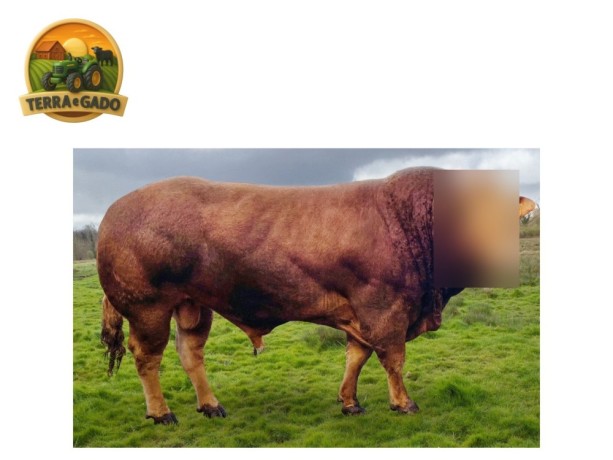 semen-limousin-lego-pp-mocho-homozigoto-f94l-duplo-bezerros-de-39-kg-big-1