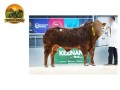 semen-limousin-knock-msport-f94l-duplo-parto-facil-filhos-ate-18000-guineus-small-1