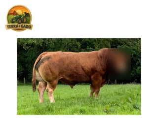 semen-limousin-knock-msport-f94l-duplo-parto-facil-filhos-ate-18000-guineus