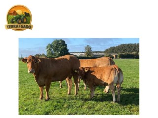 semen-limousin-jalex-superman-filho-de-huntershall-nutcracker-linhagem-de-campeoes